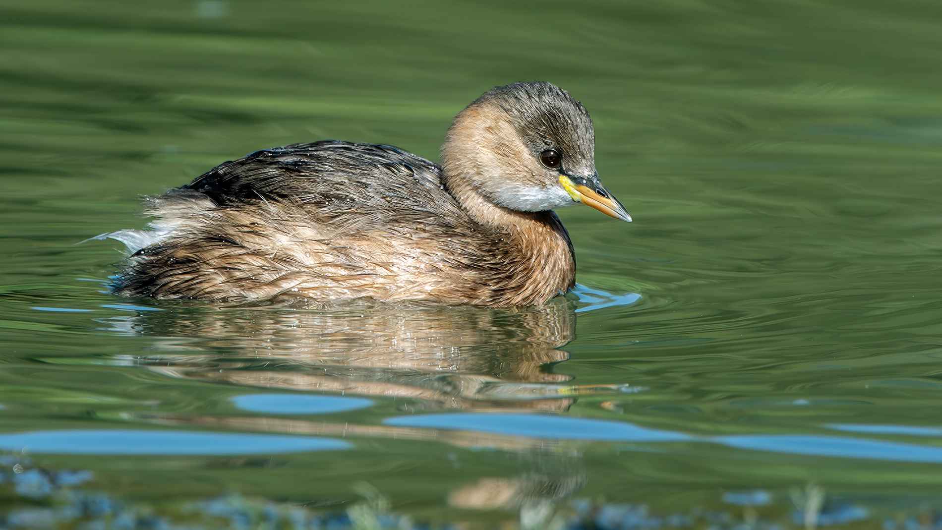 Little Grebe